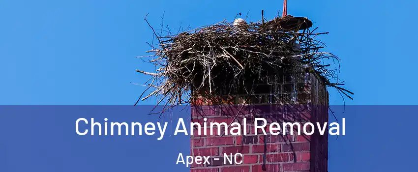 Chimney Animal Removal Apex - NC