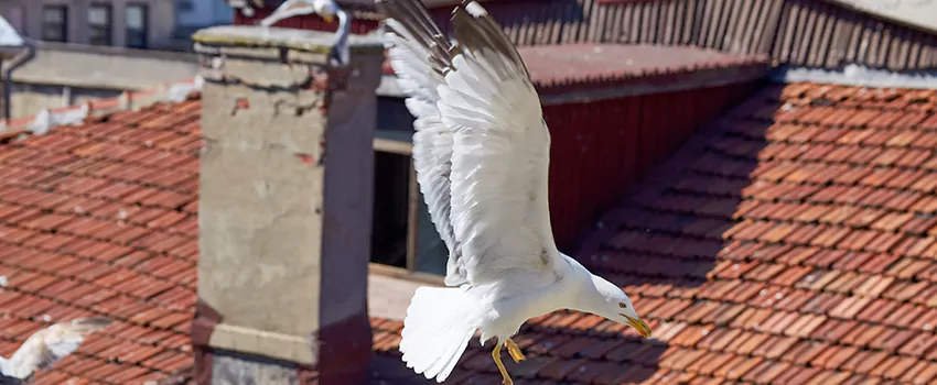 Residential Chimney Animal Removal Solution in Apex, NC