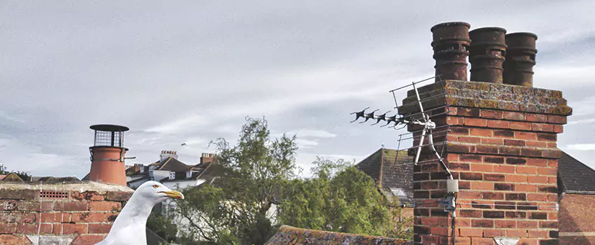 Chimney Cleaning And Restoration in Apex, North Carolina